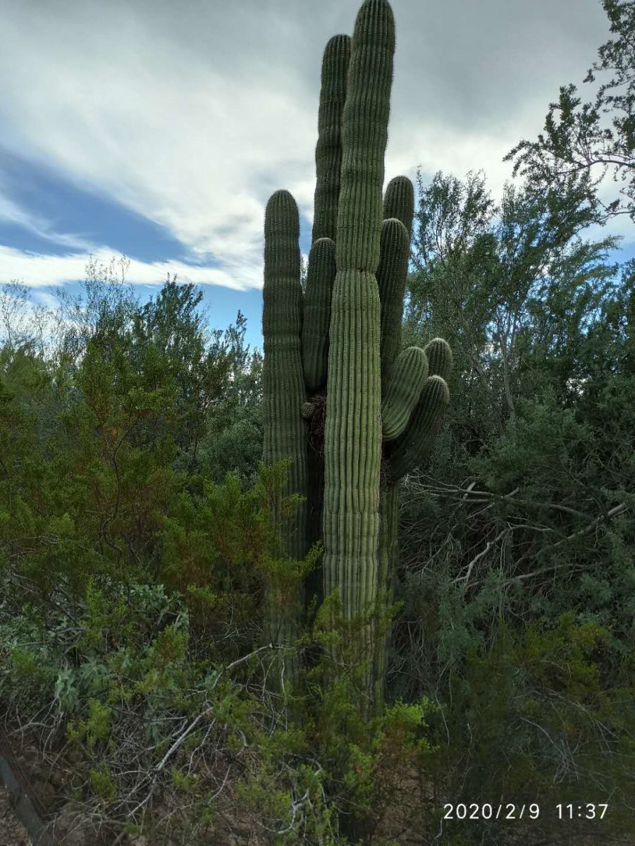 a cactus with a partly cloudly background